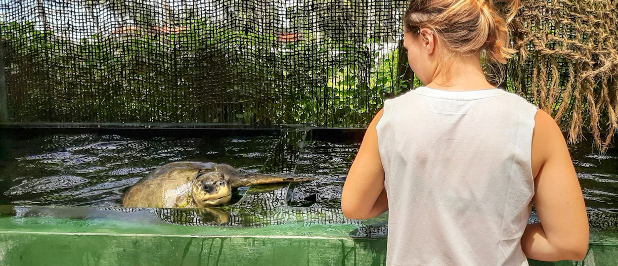 A woman watches a sea turtle in a green tank at a conservation center in Sri Lanka.